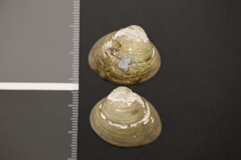Media type: image;   Malacology 176948 Description: Preserved specimen.;
